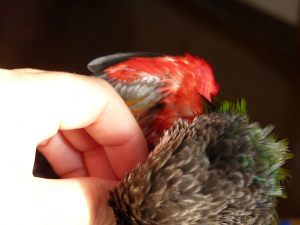 うちも羽の裏、カキカキ大好きです