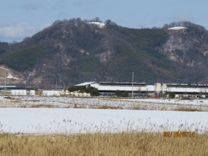 しょぼい刈られた芦と、雪景色