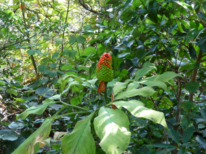 宮島で見つけた変な花？実