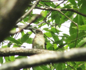 キビタキの幼鳥？落ち着きが無いのでボケた