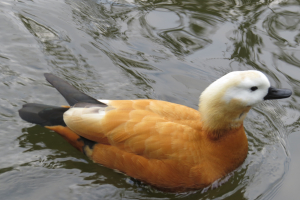 きちょうなアカツクシガモ