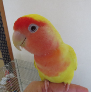 彼がいなくても産みたいのよ
