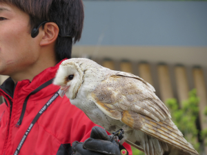 バードショウのメンフクロウ