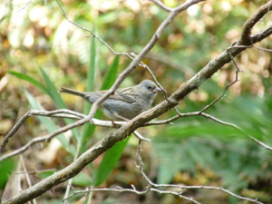 自然遊歩道つきお山で見た鳥２