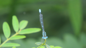 水色が綺麗な糸トンボ