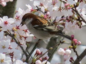 桜に雀