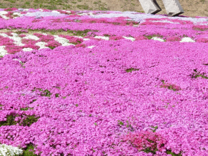 干拓の公園芝桜