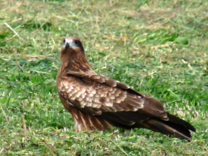 鳶です