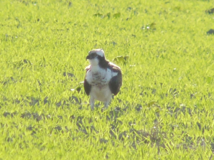 珍しい地面ミサゴ