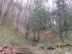 裏山の散歩道