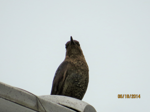 ウロコ模様があるから♀かな？