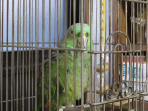 インコの湯の看板鳥のおーちゃん