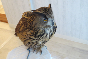 フクロウカフェミミズクの仲間