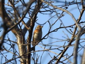 あっ鳥だ　アトリ