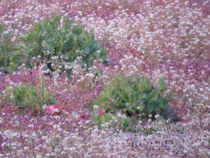 小さな春