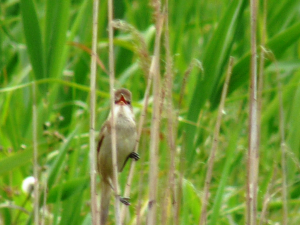 オオヨシキリ,最近鳴いてないねー