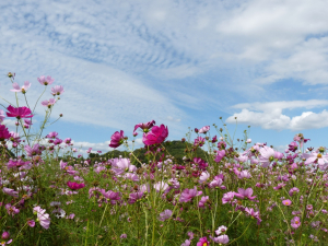 雲の模様が綺麗だった