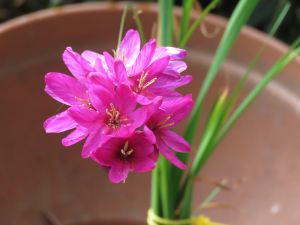 庭の名無しゴンべー花