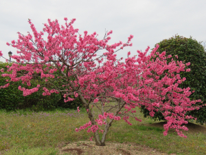 それでも花は咲く