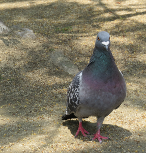 どうどうとした鳩