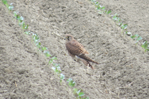 畑を行ったり来たり