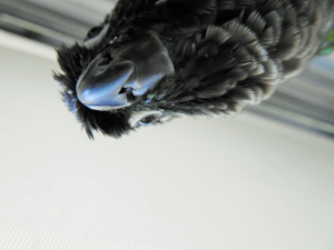 怪獣見たいって言わないでねー