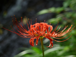 曼珠沙華、秋だねー