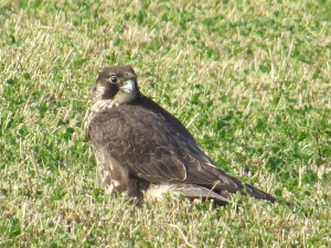 隼「何だあの大きな鳥僕より大きいな」