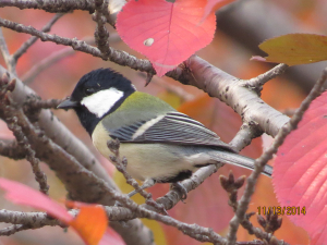 紅葉とシジュウカラ