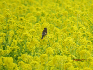 動きが早過ぎて一羽のみしか・・