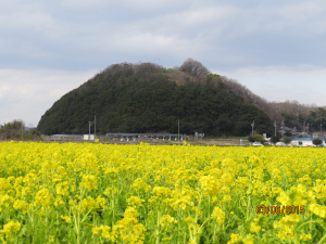 いつもの風景菜の花バージョン