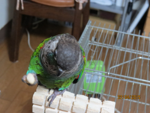 豆まきにきに挑戦
