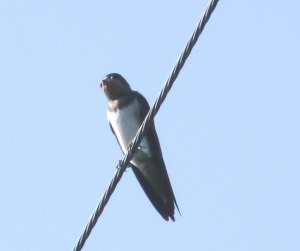 親鳥に餌をもらっていました