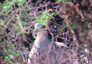 口開けっ放し、鳩さん