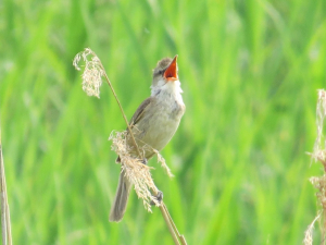 大絶叫のオオヨシキリ