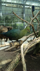 花鳥園の鳥さん