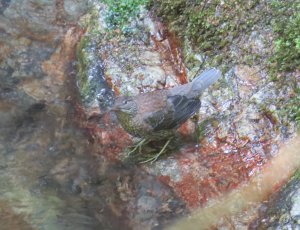 カワガラスの幼鳥　岩と同じ配色