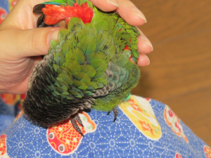 脇の赤さがチラリ
