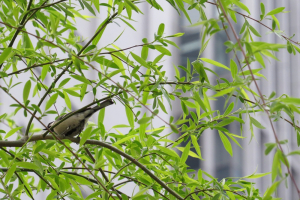 柳の枝にシジュウカラ