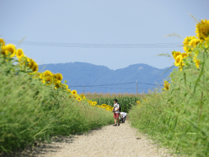 今年はまだ６分咲きかな