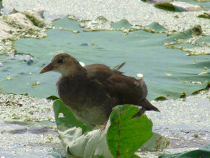 蓮の上でくつろぐバンの幼鳥？