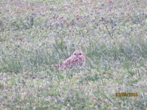 コミミズクでした(*´▽｀*)