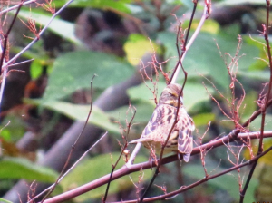 アオジ、睨んでるかな