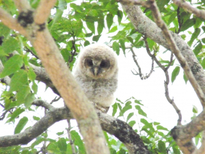 フクロウの雛モフモフッ　２番ちゃん