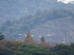 白鳥だったらいいなー