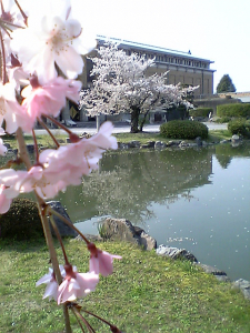 アーカイブ、美術館裏の桜　