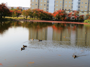 府立大学の池