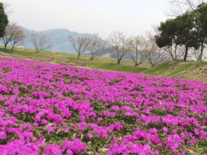 芝桜、連休には満開になります