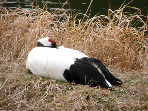 某公園の丹頂