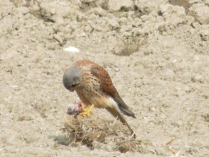 チョウゲンボウお食事中